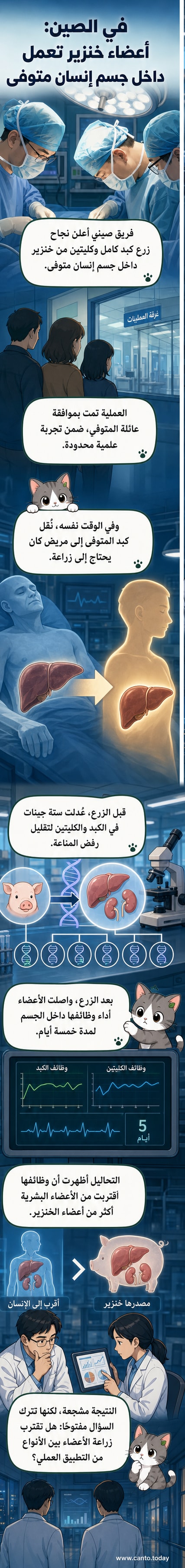 رسم توضيحي يظهر عملية زرع أعضاء من خنزير إلى جسم إنسان، مع تركيز على الكبد والكليتين والتعديلات الجينية