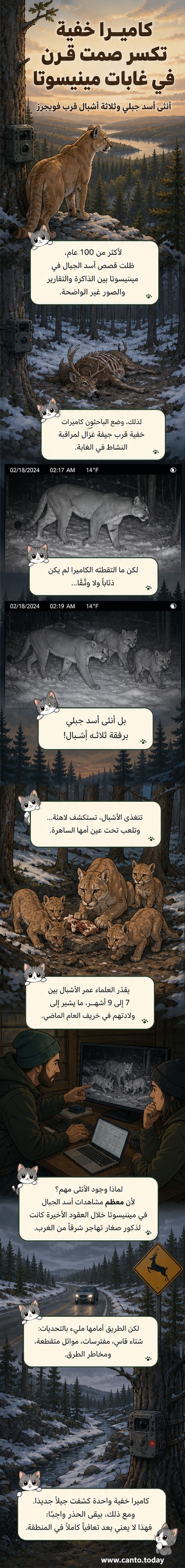 لقطة كاميرا مراقبة تُظهر أنثى أسد جبلي رفقة ثلاثة أشبال صغار وسط غابة مغطاة بالثلوج في شمال مينيسوتا.