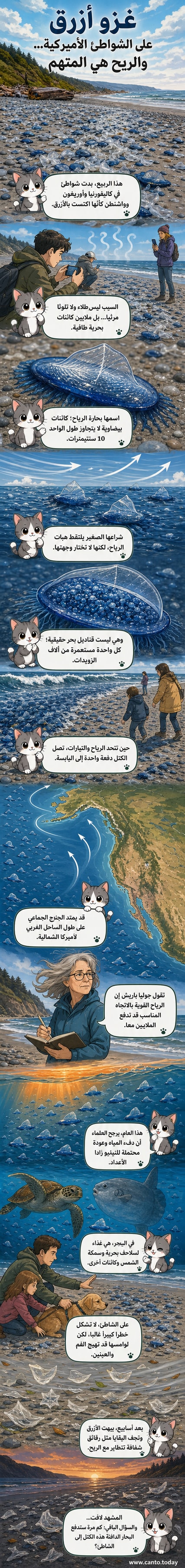 شاطئ أميركي مغطى بكائنات هلامية زرقاء صغيرة تشبه الشراع، مع أمواج خلفية وضوء نهاري طبيعي.