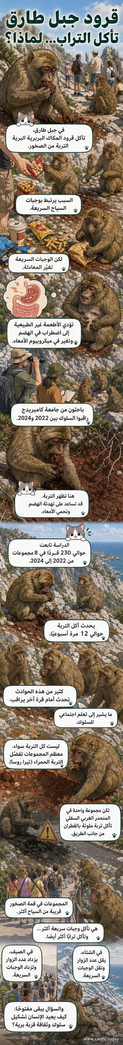 قرد مكاك يجلس على صخرة في جبل طارق، ويأكل تربة طينية حمراء من بين أقدامه، في مشهد غير مألوف يعكس سلوكًا تكيفيًا مع التغيرات البيئية الناتجة عن تفاعل الحيوانات مع السياح.