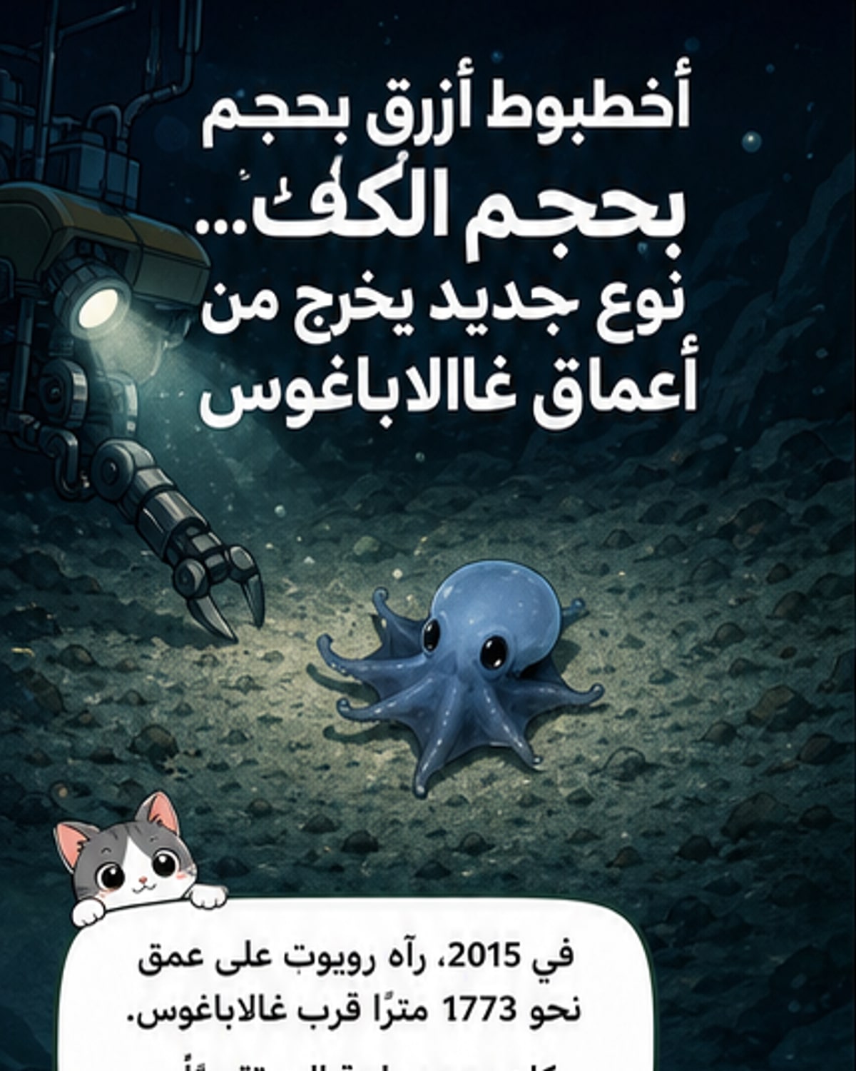 اكتشاف أخطبوط أزرق صغير في جزر غالاباغوس