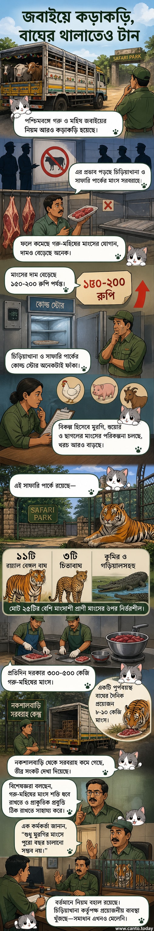 পশ্চিমবঙ্গের একটি চিড়িয়াখানায় একটি বাঘ খাবারের জন্য অপেক্ষা করছে, পেছনে লাল মাংসের প্রতীকী ছবি সহ।