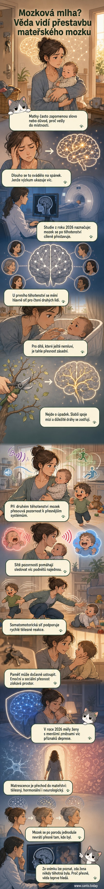 Ilustrace ženského mozku s označením změn šedé a bílé hmoty během prvního a druhého těhotenství, zobrazující posun od sociálního vnímání k pozornosti a pohybu.
