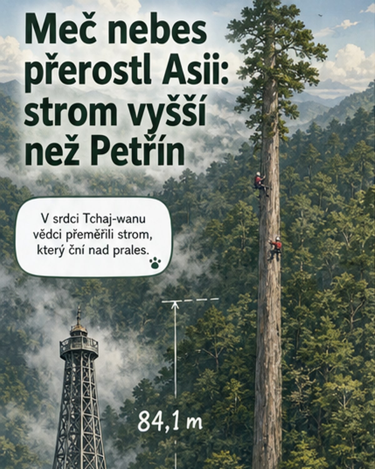 Ilustrace obří tajvánie kryptomeriovité v pralese na Tchaj-wanu, jejíž koruna sahá vysoko nad ostatní stromy, v pozadí hory a mlha.
