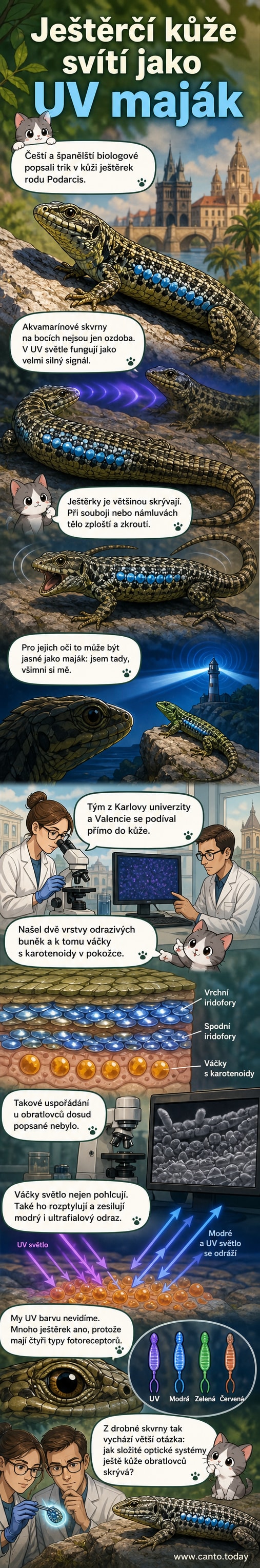 Ilustrace ještěrky s modrými skvrnami na bocích, které září v ultrafialovém spektru, s vysvětlením vnitřní struktury kůže a optického efektu