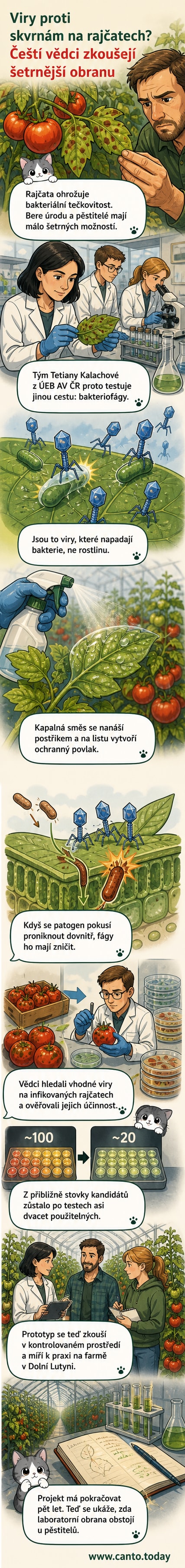 Ilustrace: vědec aplikuje postřik s bakteriofágy na list rajčete, pod mikroskopem jsou vidět viry napadající bakterie.