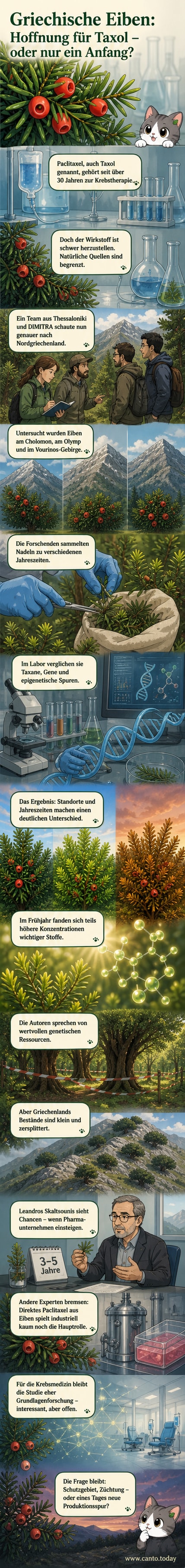Illustration einer Europäischen Eibe (Taxus baccata) im griechischen Bergland mit chemischer Struktur von Paclitaxel im Hintergrund