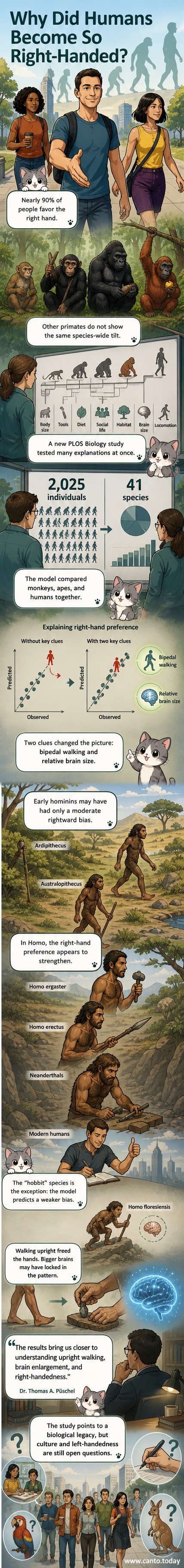 An illustrated timeline showing the evolution of human handedness, from early hominins with moderate bias to modern humans with strong right-hand dominance, alongside brain size and posture changes.