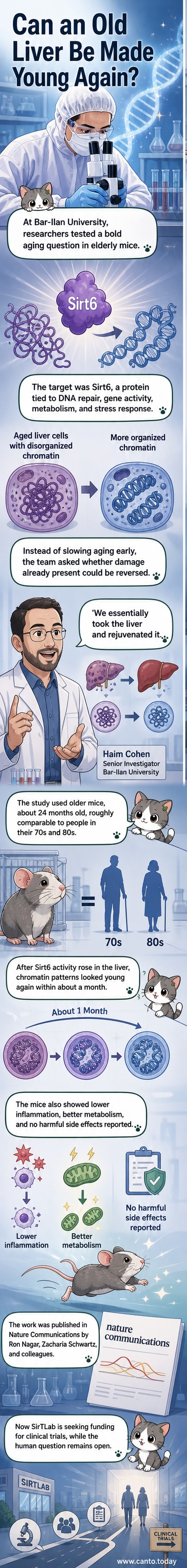 Illustrated panel showing aged liver cells transforming into youthful ones with glowing Sirt6 protein activation, DNA strands reorganizing neatly.