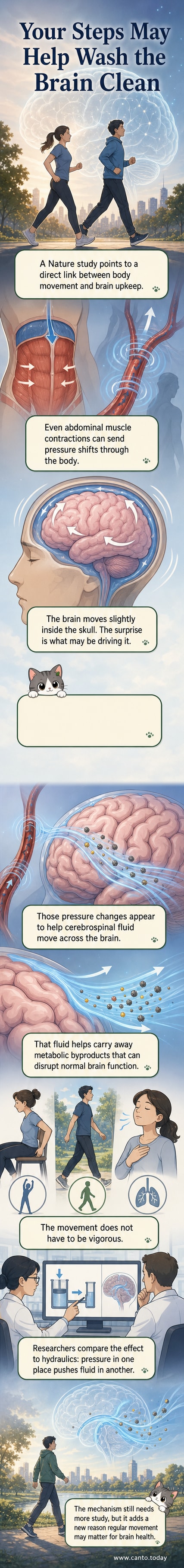 An illustrated cross-section showing how abdominal muscle contractions create pressure waves that move cerebrospinal fluid through the brain, visualizing the body-brain connection.