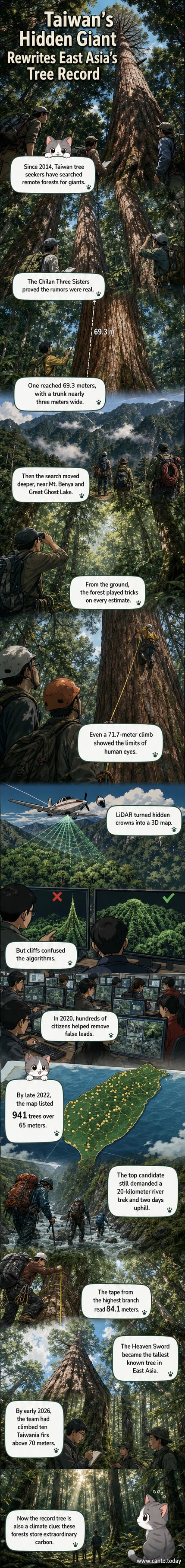 Illustration of a towering Taiwania fir tree rising above a misty mountain forest in Taiwan, with researchers measuring its height from the canopy.