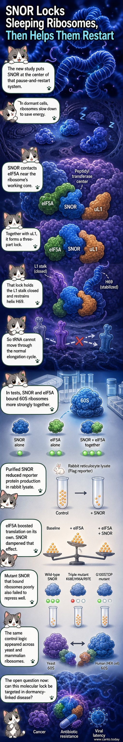 A molecular illustration showing SNOR, eIF5A, and uL1 forming a tripartite interface that locks the ribosome's L1 stalk and helix H69 during dormancy.
