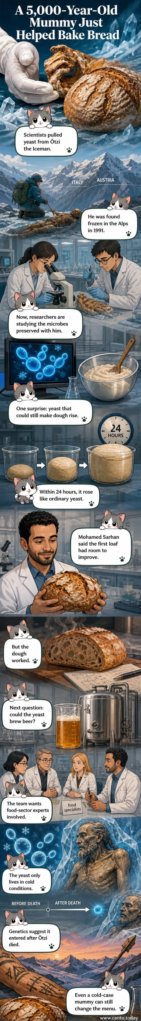 An illustrated panel showing scientists in a lab extracting yeast from Ötzi the Iceman's remains, with a sourdough loaf rising nearby.