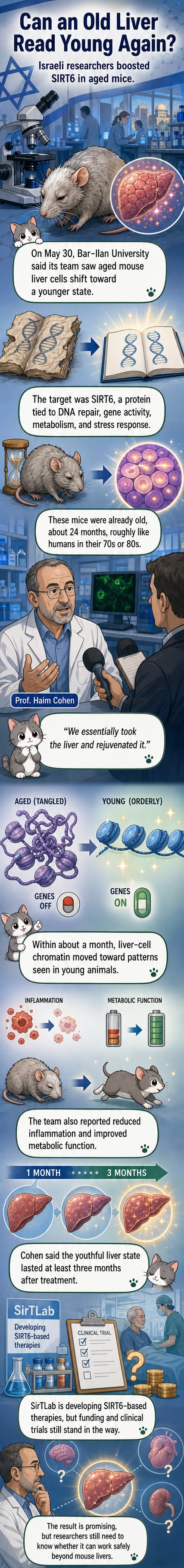 Illustration of liver cells with DNA strands transitioning from tangled, aged state to organized, youthful structure, highlighting SIRT6 protein activation.