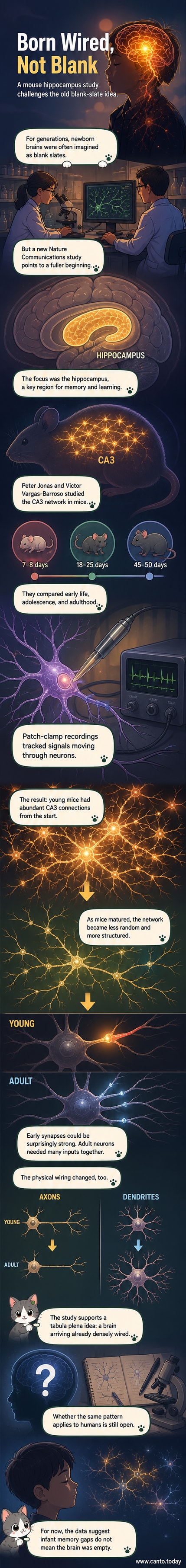 Illustration of a developing brain showing dense neural connections in infancy gradually pruning into a more structured network by adulthood, with labeled neurons and synapses.