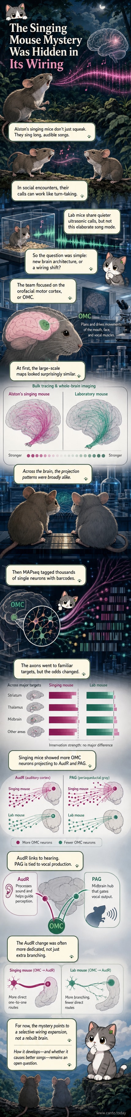Illustration of a singing mouse with highlighted neural pathways from its motor cortex to auditory and midbrain regions, showing expanded connections compared to a lab mouse.