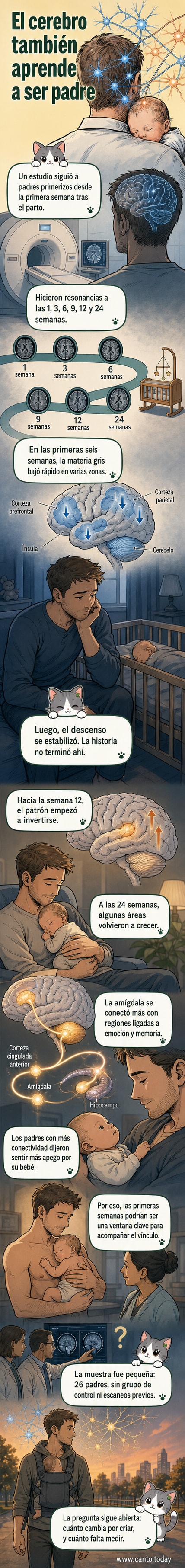 Ilustración de un cerebro masculino con áreas de cambio estructural resaltadas, mostrando reducción de materia gris en las primeras semanas y recuperación parcial después de varios meses.