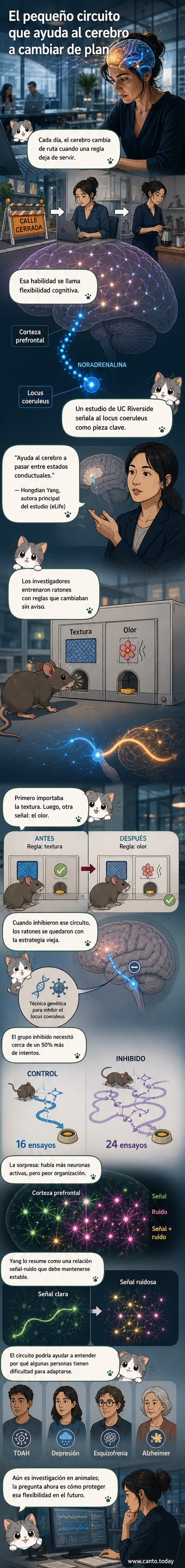 Ilustración de un cerebro con enfoque en el circuito entre el locus coeruleus y la corteza prefrontal, mostrando cómo se comunican durante la adaptación a nuevos desafíos.