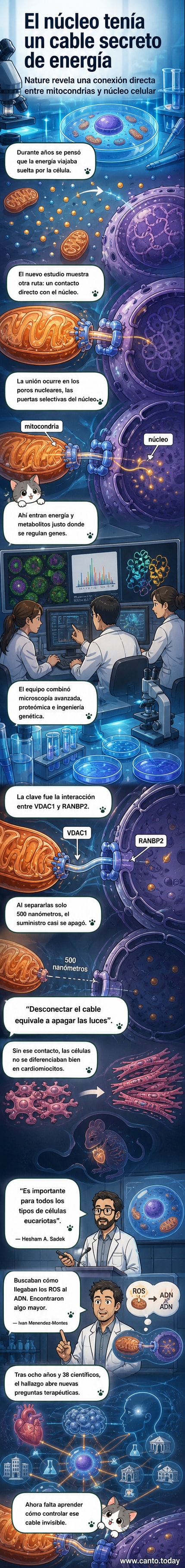 Ilustración microscópica de una célula con mitocondrias conectadas directamente al núcleo mediante estructuras tipo cable, destacando la transferencia de energía a través de los poros nucleares.