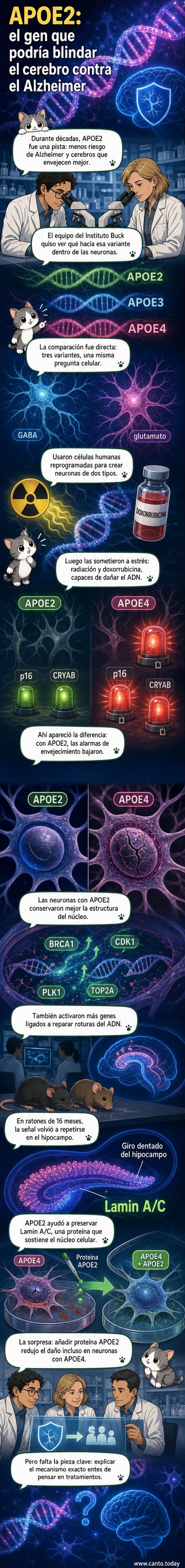 Ilustración de una neurona con núcleo celular protegido, representando el efecto protector de la variante genética APOE2 contra el envejecimiento cerebral.