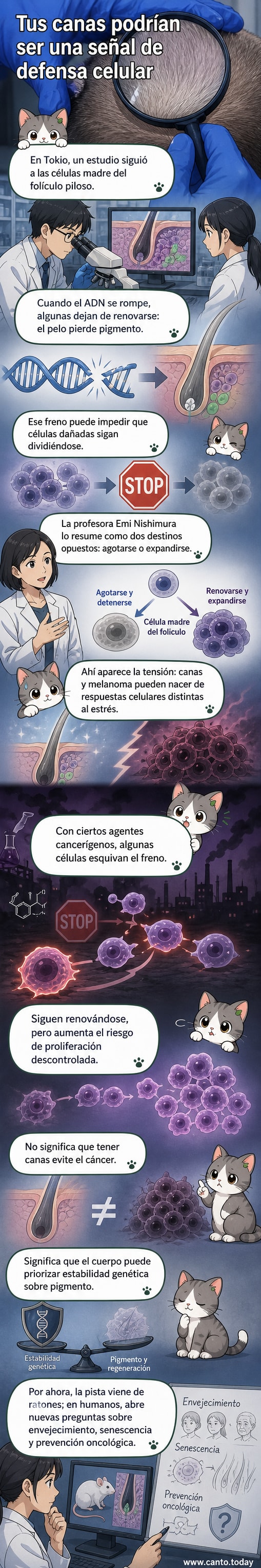 Ilustración de un folículo piloso con células madre transformándose en células diferenciadas, mostrando el proceso que lleva al encanecimiento como defensa contra el cáncer.