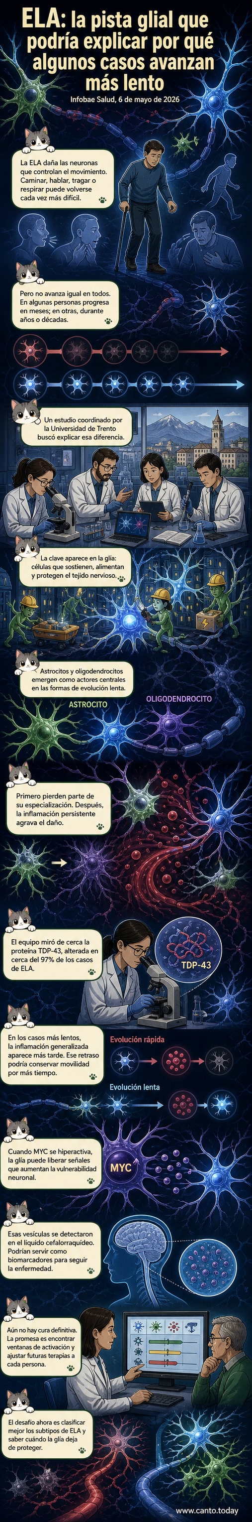 Ilustración de células gliales y neuronas en el sistema nervioso, mostrando cómo las alteraciones en las primeras afectan la progresión de la ELA.