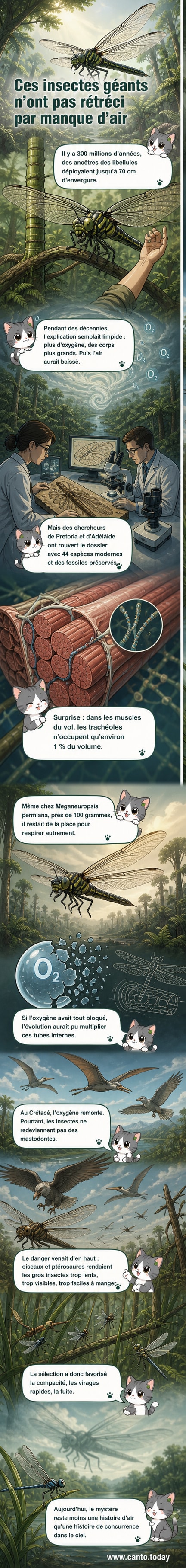 Illustration comparant une libellule géante préhistorique de 70 cm d'envergure avec une libellule moderne, dans un ciel menaçant où planent des oiseaux prédateurs.