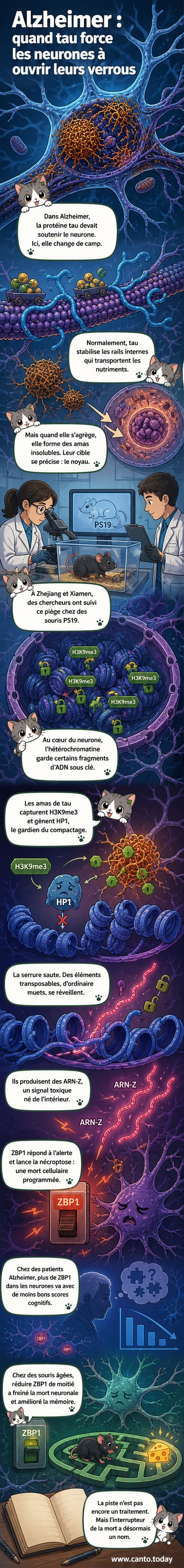 Illustration d’un neurone vu de l’intérieur, avec des agrégats de protéine tau perturbant la structure de l’ADN et activant des gènes 'zombies' qui déclenchent la mort cellulaire.