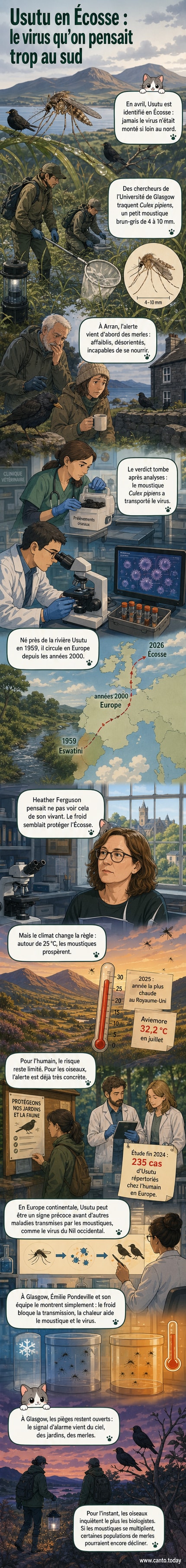 Illustration d’un moustique Culex pipiens sur fond de paysage écossais, avec des oiseaux affaiblis à proximité, symbolisant la propagation du virus Usutu liée au changement climatique.