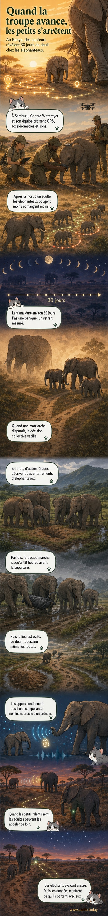 Un éléphanteau marche lentement derrière le troupeau, la tête basse, tandis que des données de capteurs s’affichent en surimpression montrant une courbe de déplacement ralentie et des niveaux de stress élevés.
