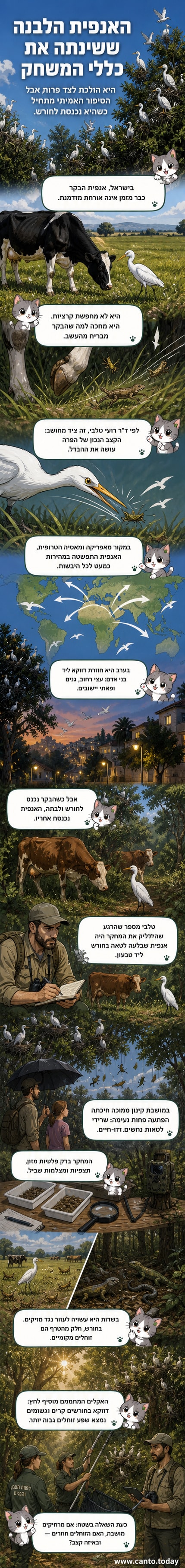אנפית בקר עומדת ליד פרה בשדה, מביטה קדימה, עם שדה פתוח ברקע.