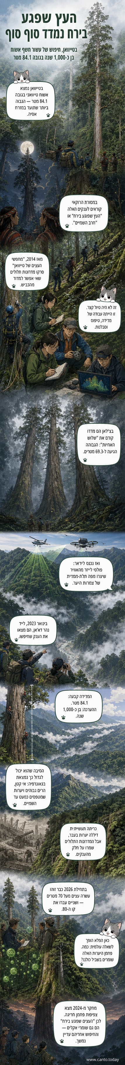 איור של עץ אשוח טאיוואני גבוה במיוחד, מונף מעל קרקע יערית, עם הרקע של הרים וערפל. כיתוב: 'העץ הגבוה ביותר במזרח אסיה – 84.1 מטר'.