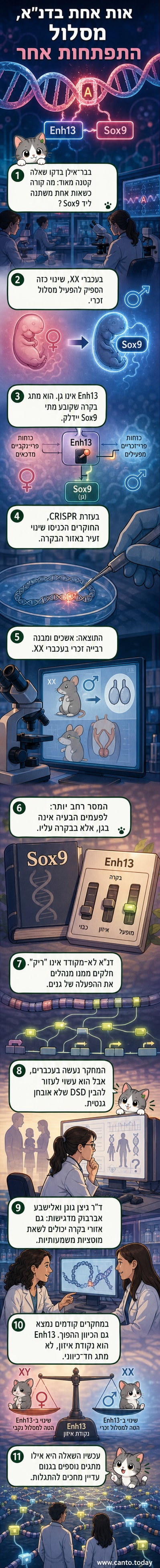 איור מדעי המציג את אזור הבקרה Enh13 לצד הגן Sox9 כ"זירת מאבק" בין מסלולי התפתחות זכרי ונקבי.