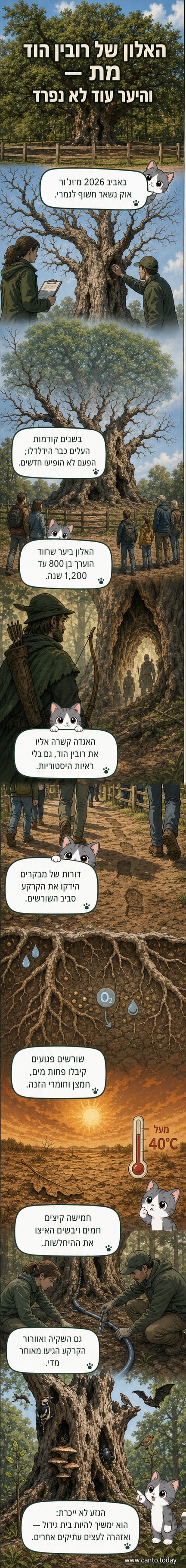 איור של האלון העתיק מייג'ור אוק ביער שרווד, עם גזע ענקי וענפים מתפשטים, מוקף בשורה של מבקרים קטנים.