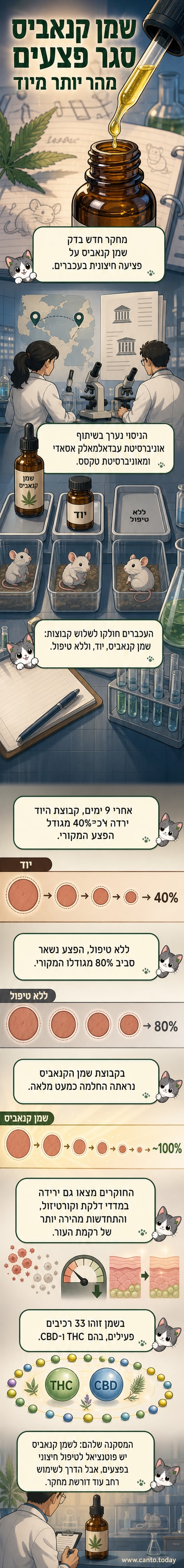 איור של עכבר קטן עם פצע מטופל, לצד בקבוקון שמן קנאביס ותרשימי השוואה של התכווצות פצעים במהלך ניסוי.