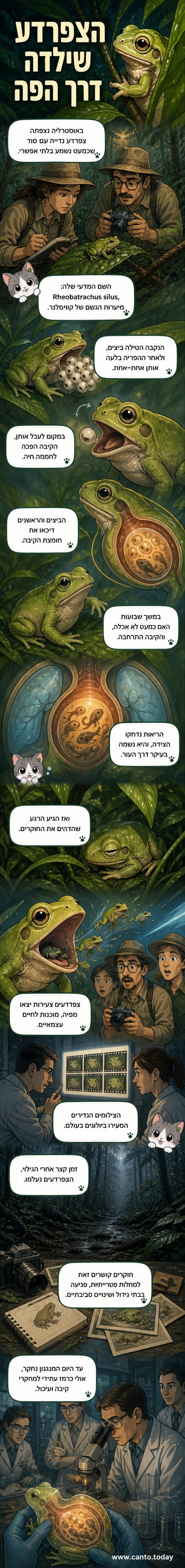 איור של צפרדע אוסטרלית שפולטת צאצאים קטנים דרך הפה, עם רקע של יער גשם.