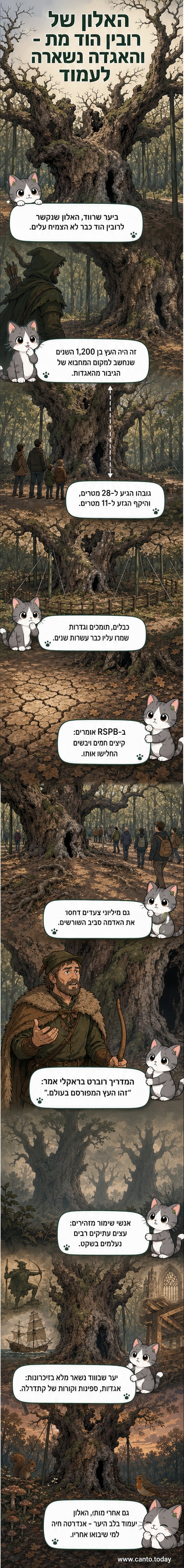 עץ אלון ענק בן 1,200 שנים ביער שרווד, עם תמיכות מתכתיות לתמיכה בענפים, מוקף בגדר.