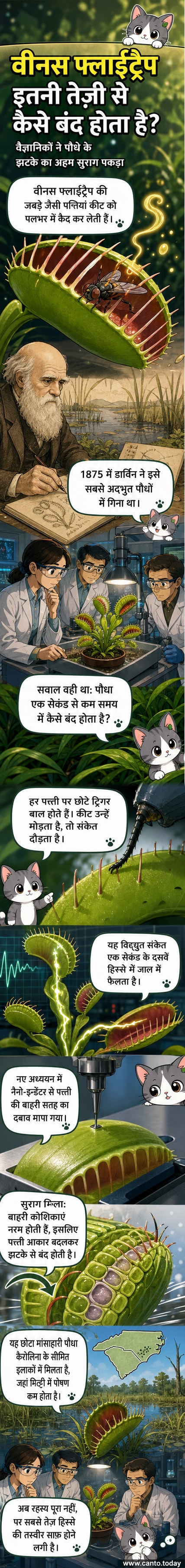 एक वीनस फ्लाईट्रैप पौधे की पत्ती कीट को पकड़ने के लिए बंद होती हुई, नैनो-इंडेंटर उपकरण द्वारा कोशिका नरमता का परीक्षण करते हुए।
