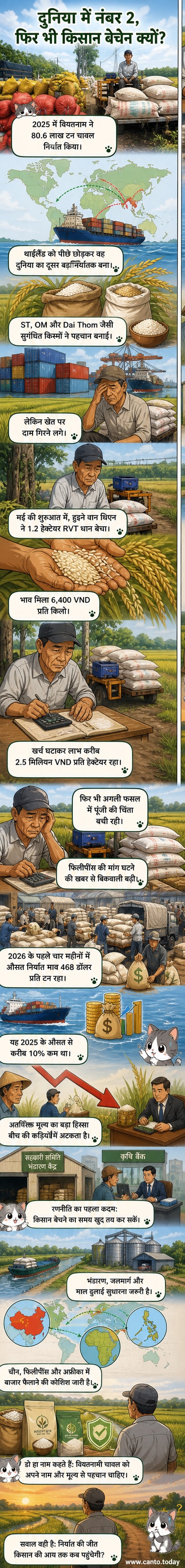 वी टैन वार्ड, कैन थो शहर में धान की कटाई और परिवहन करते किसान।