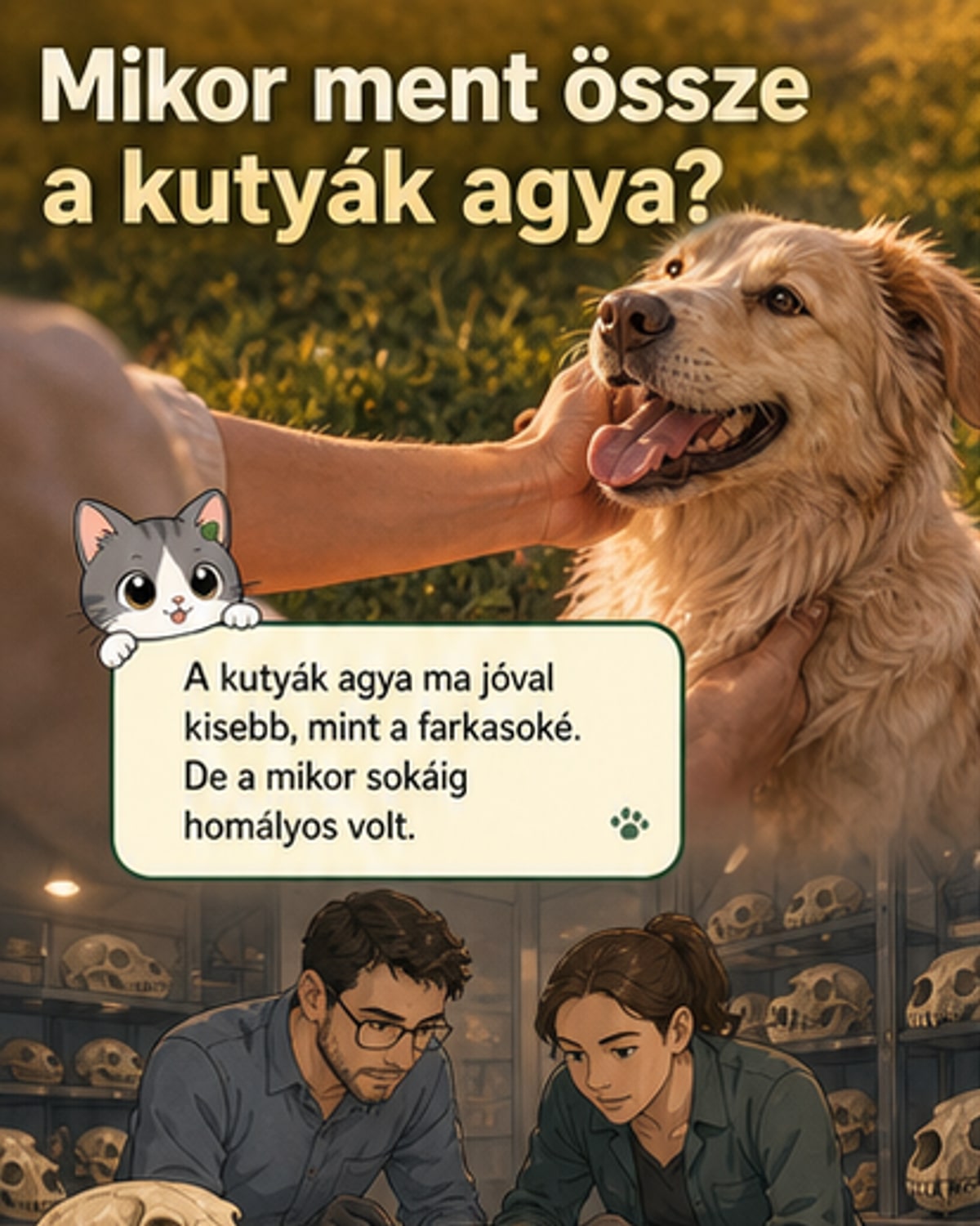 Kutyák agya zsugorodott a háziasítás nyomán