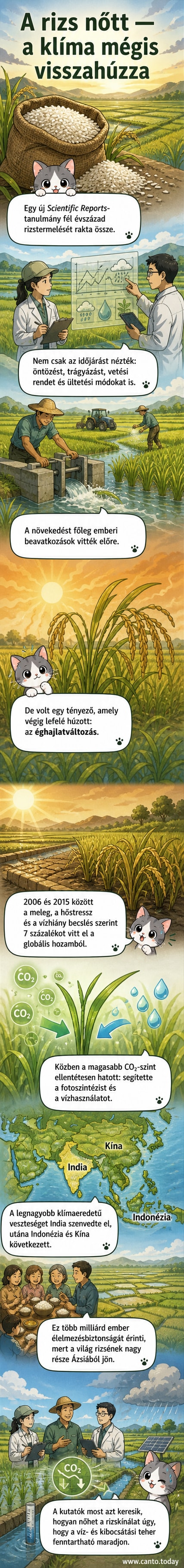 Illusztráció: rizsföld, a háttérben felhők és napsütés, a kép stílusa realisztikus, de színes és vizuálisan hangsúlyos.