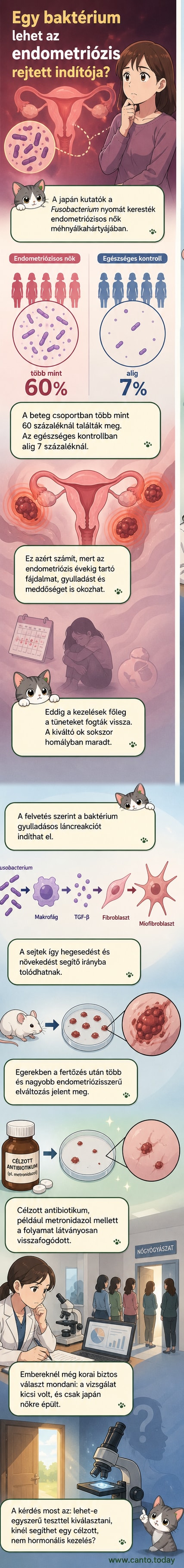 Illusztráció: mikroszkopikus baktériumok a méhnyálkahártyán, közöttük gyulladásos reakciót kiváltó Fusobacterium