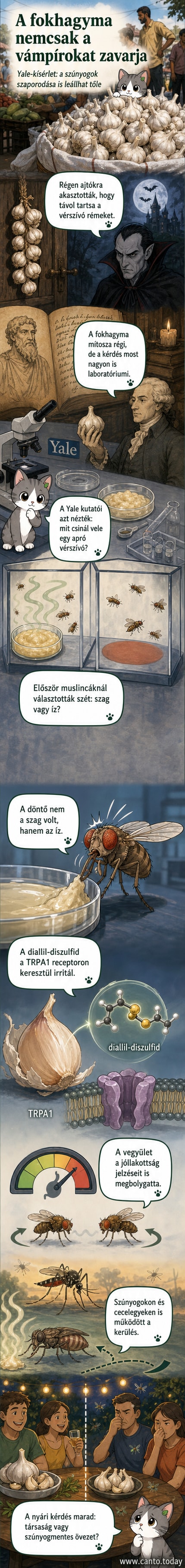 Stílusos illusztráció: szúnyogok menekülnek egy hatalmas fokhagyma közeléből, miközben egy ember nyugodtan ül a teraszon, egy tál fokhagymás étele mellett