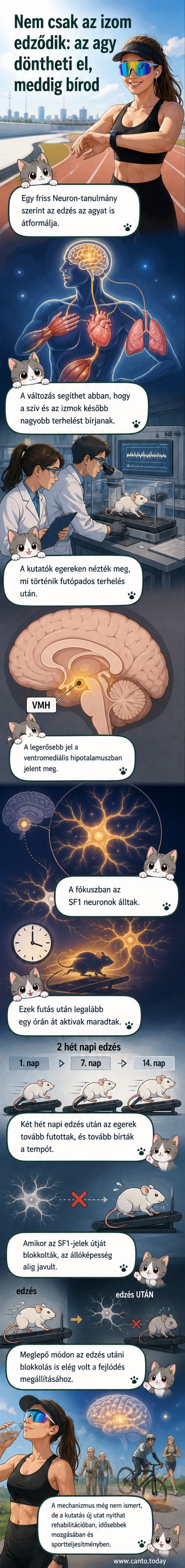 Egy ember fut, miközben az agya egy része ki van emelve és megvilágítva, jelezve az idegsejtek aktivitását edzés közben.