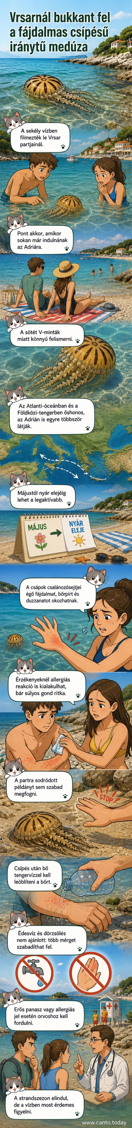 Iránytű medúza úszik a sekély vízben Horvátország partjainál, csápjai láthatóak.