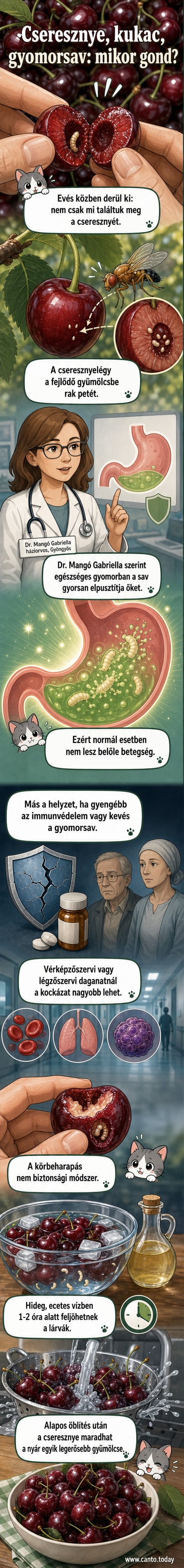 Cseresznye belsejéből kibújó lárvák ecetes vízben, a gyümölcs mellett orvosi ábra a gyomor és a bélrendszer viszonyáról