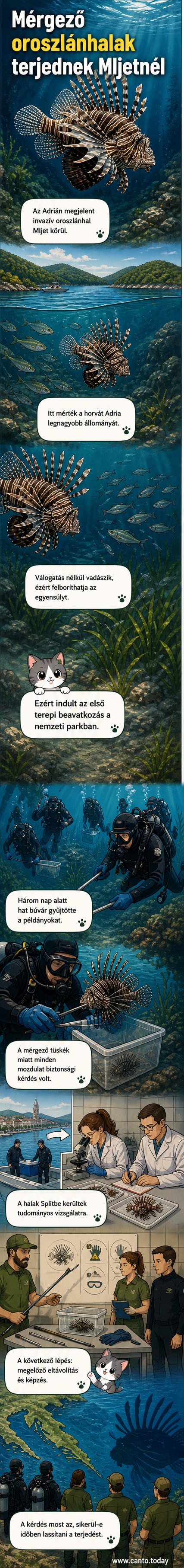 Búvárok gyűjtik az invazív oroszlánhalakat az Adriai-tengerben, a háttérben horvát szigetekkel.