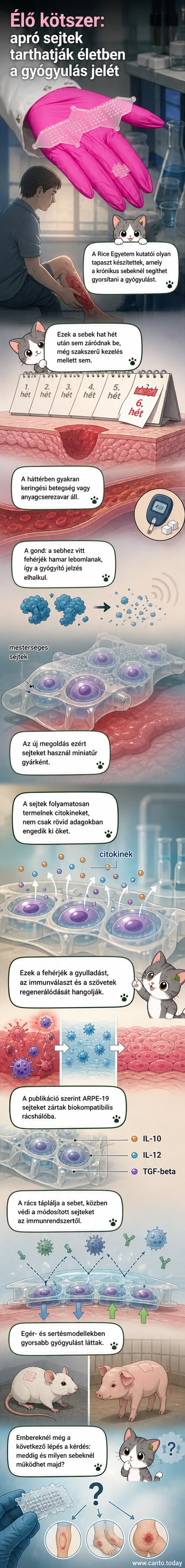 Egy modern, átlátszó kötszer rajzolata, amelyből apró sejtek szabadítanak fel fehérjéket a sebhely környezetébe, miközben egy biokompatibilis háló védi őket
