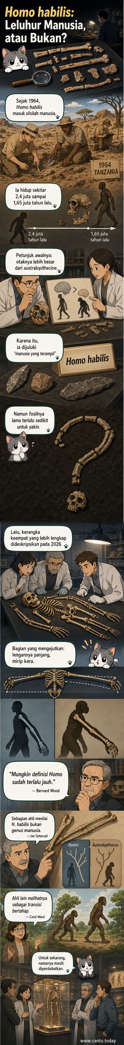 Ilustrasi perbandingan anatomi Homo habilis dan manusia modern, menunjukkan lengan panjang mirip kera pada fosil purba.
