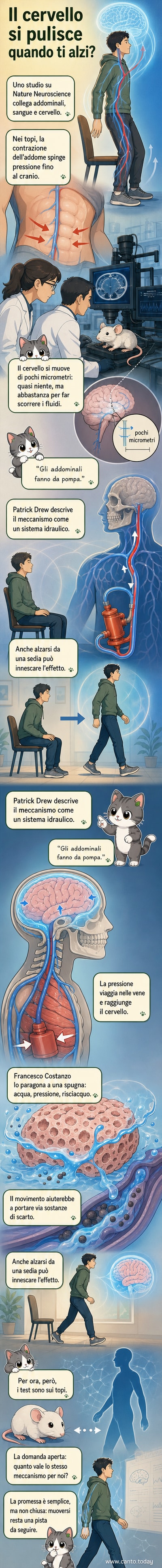 Illustrazione del cervello che si muove leggermente nel cranio a seguito della contrazione addominale, con flusso di liquidi che lo ripulisce.
